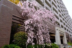 シダレザクラ（近所の桜）
