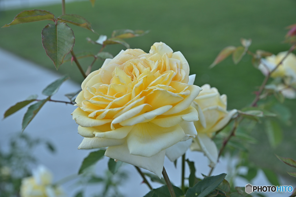 秋の薔薇