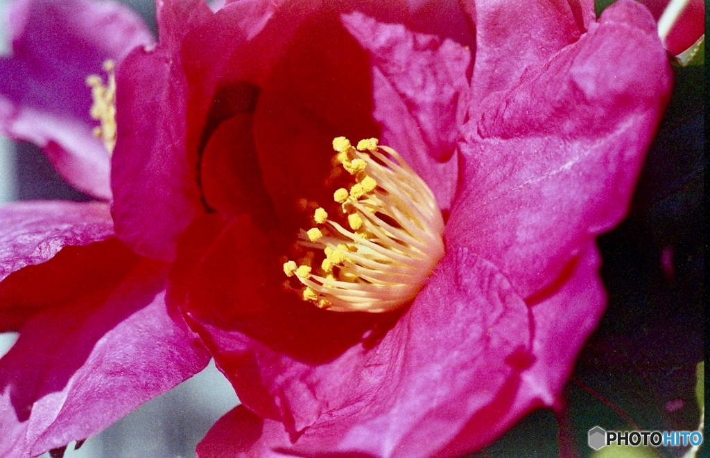 マクロで花撮り３