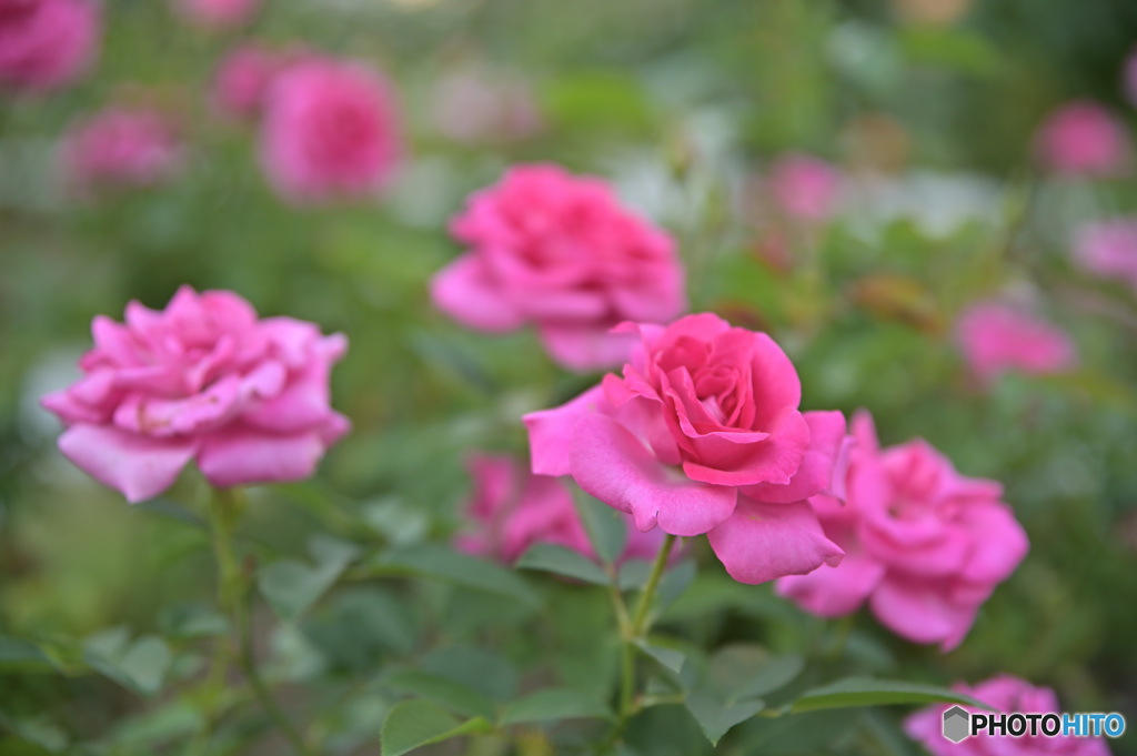 秋の薔薇