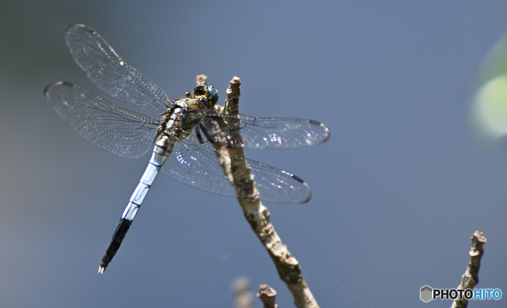 シオカラトンボ