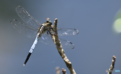 シオカラトンボ