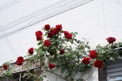 街の赤い薔薇
