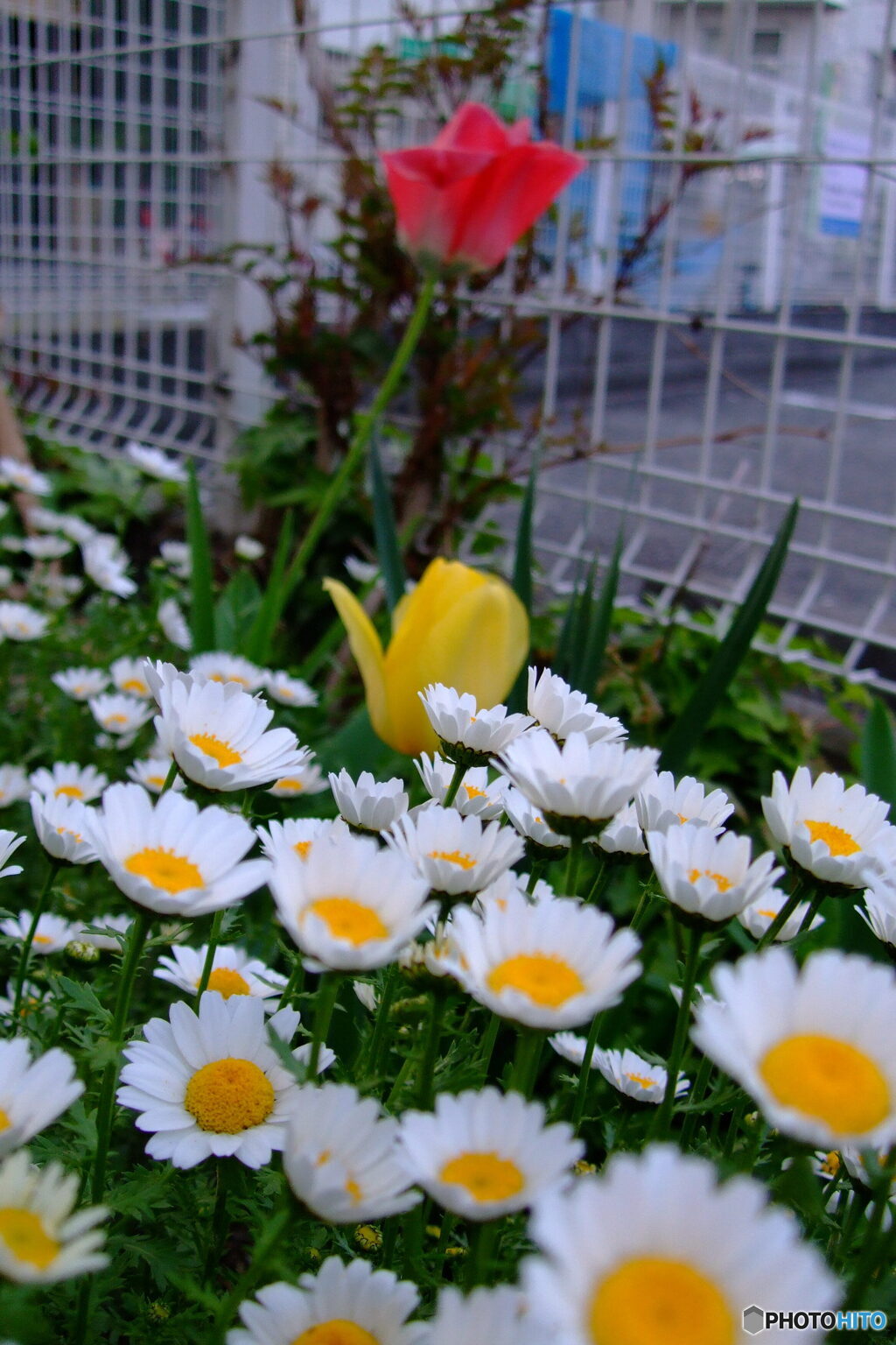 赤白黄色どの花見ても、、