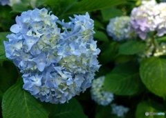 紫陽花　梅雨が近づく、、、①