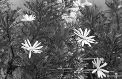 確か黄色い花だった