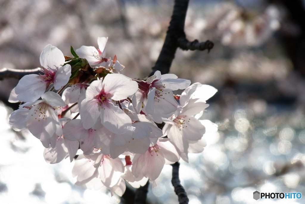 こころウキウキ桜咲く　１