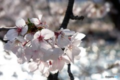 こころウキウキ桜咲く　１