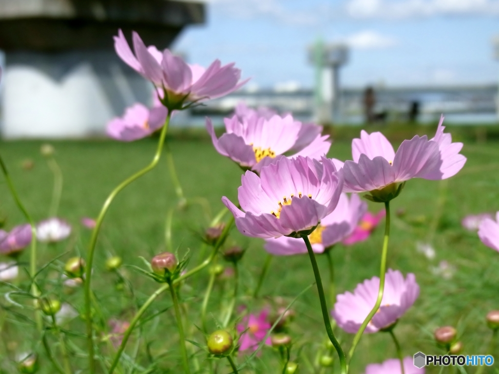 季節は巡って秋桜　１