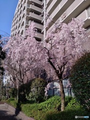 枝垂れ桜