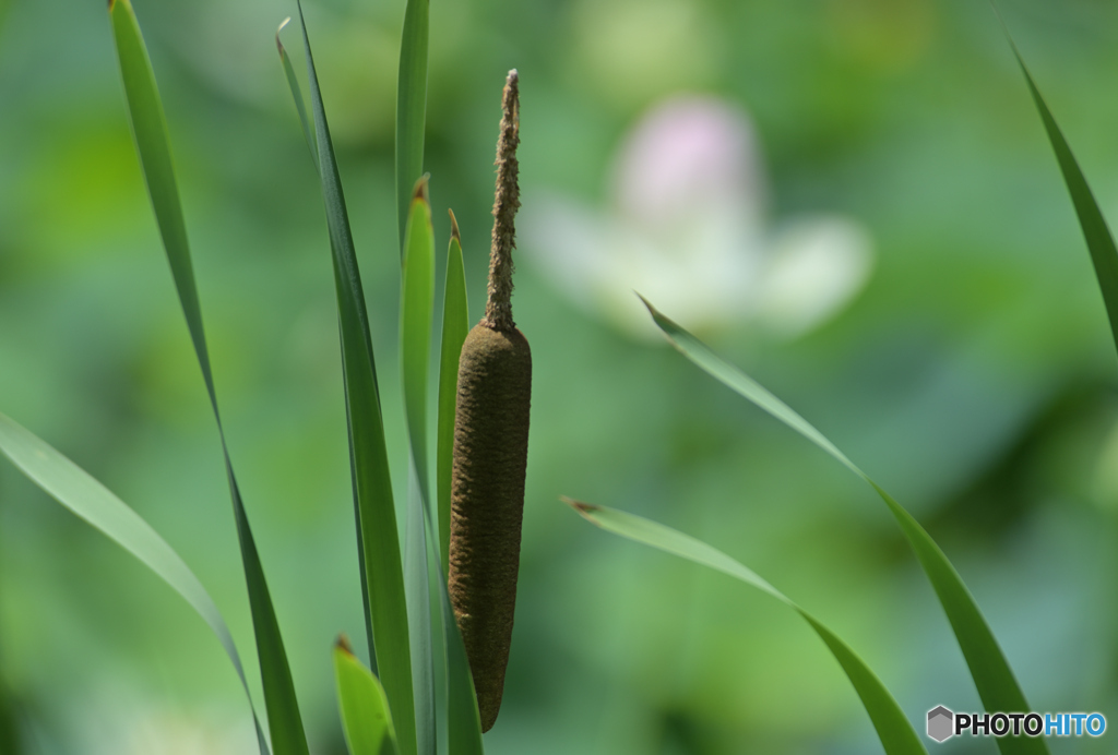 ハス池のガマ