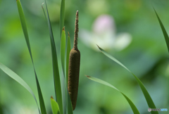 ハス池のガマ
