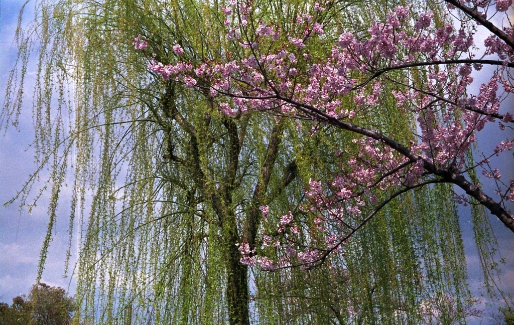 柳に桜は受け流さない、、