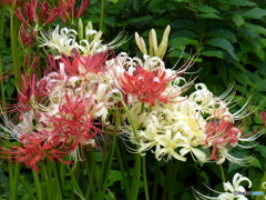 曼珠沙華