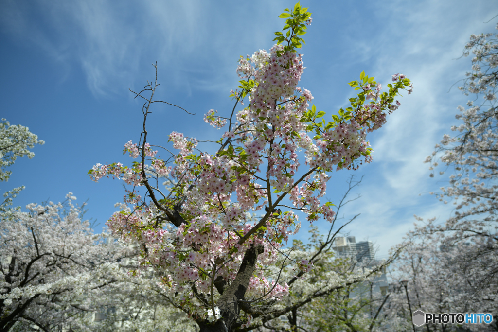 街なか桜