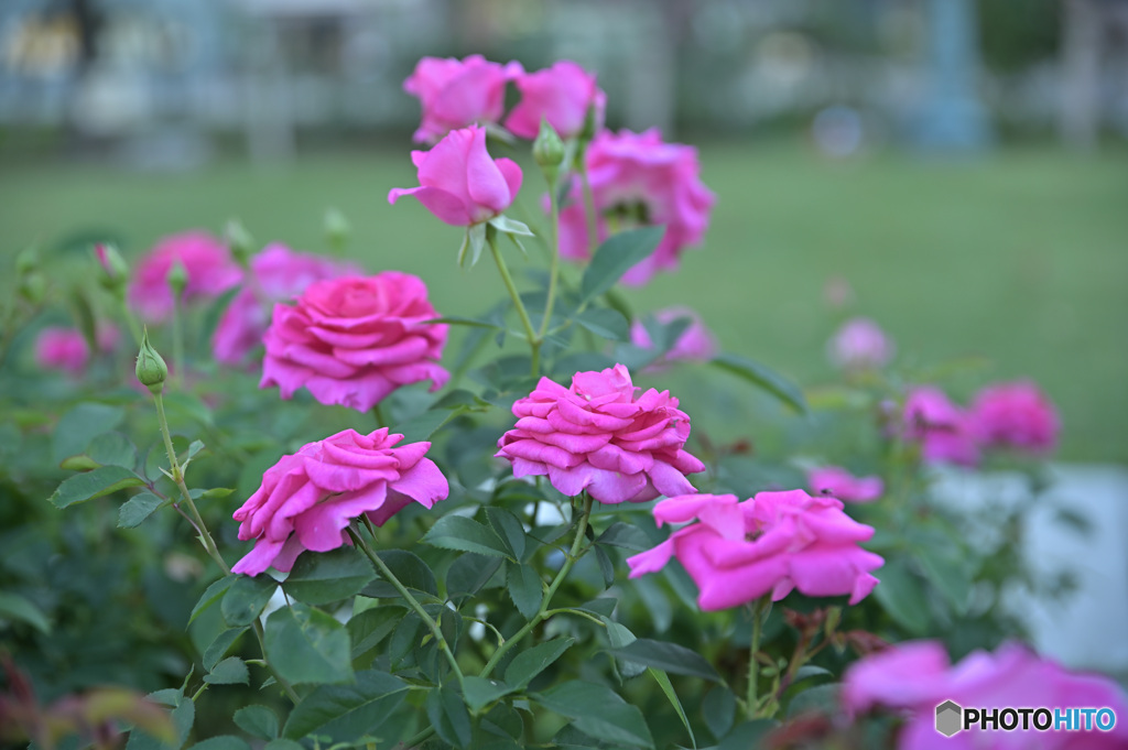 秋の薔薇