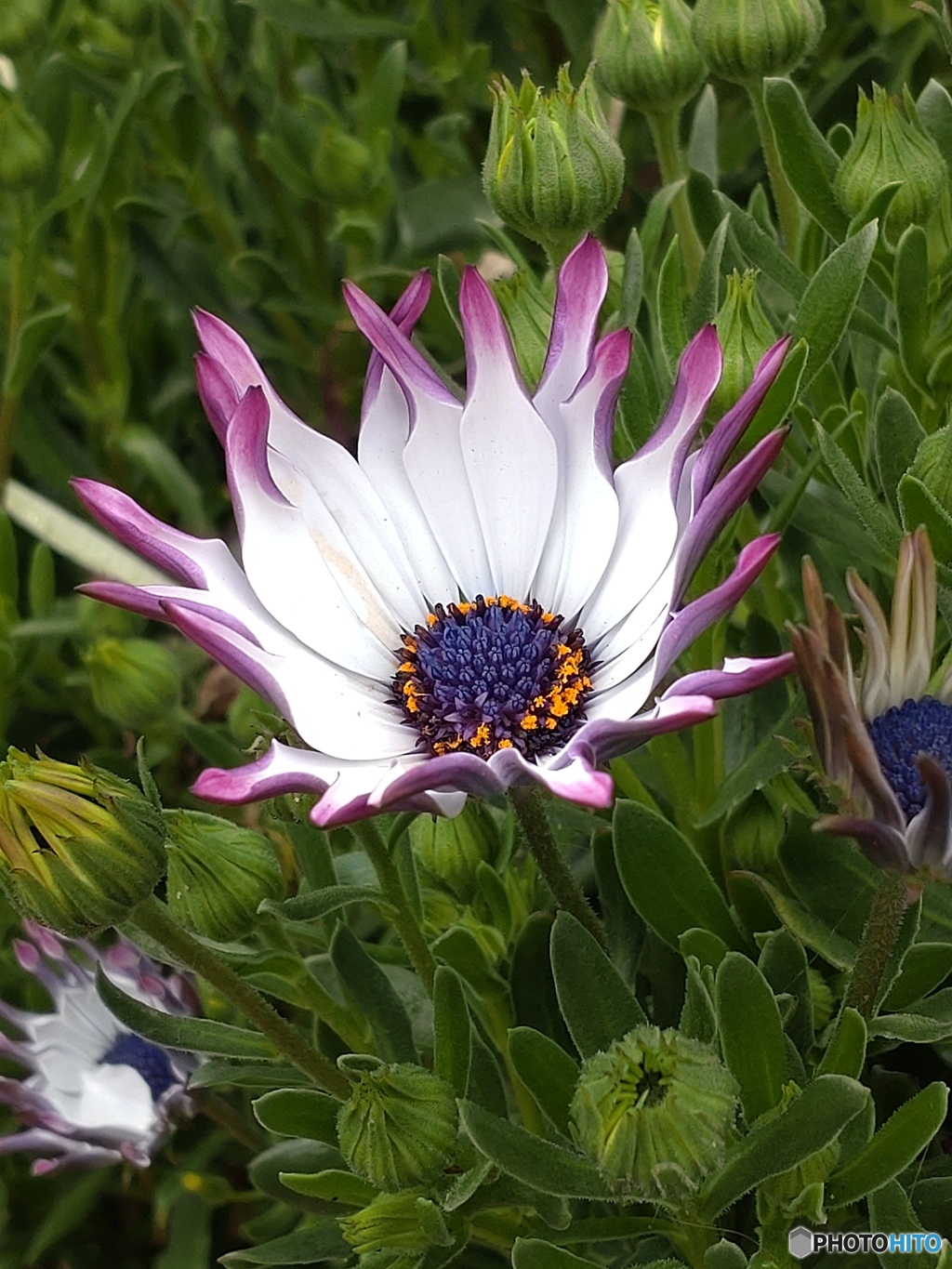 謎の花