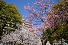 春や春　６　公園の桜