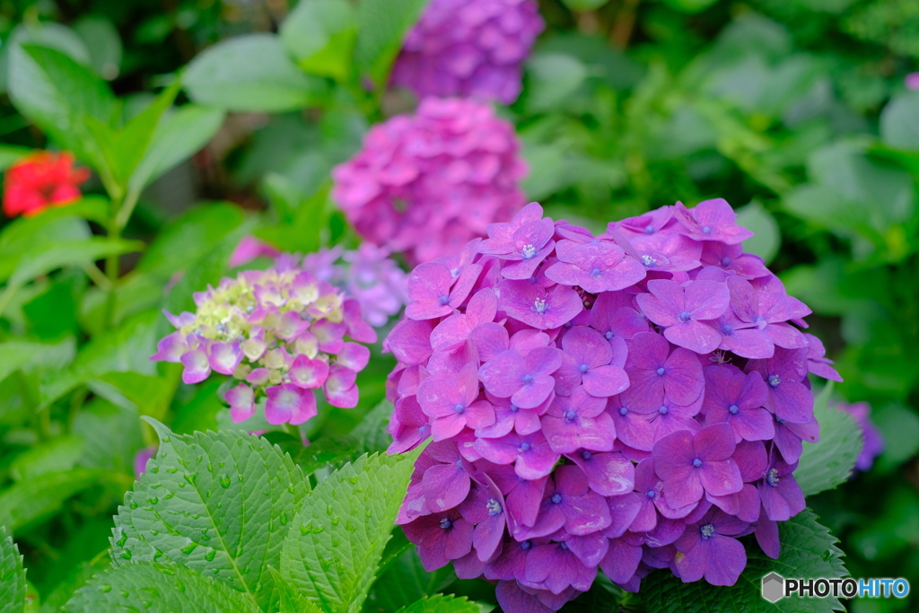 色とりどりの紫陽花