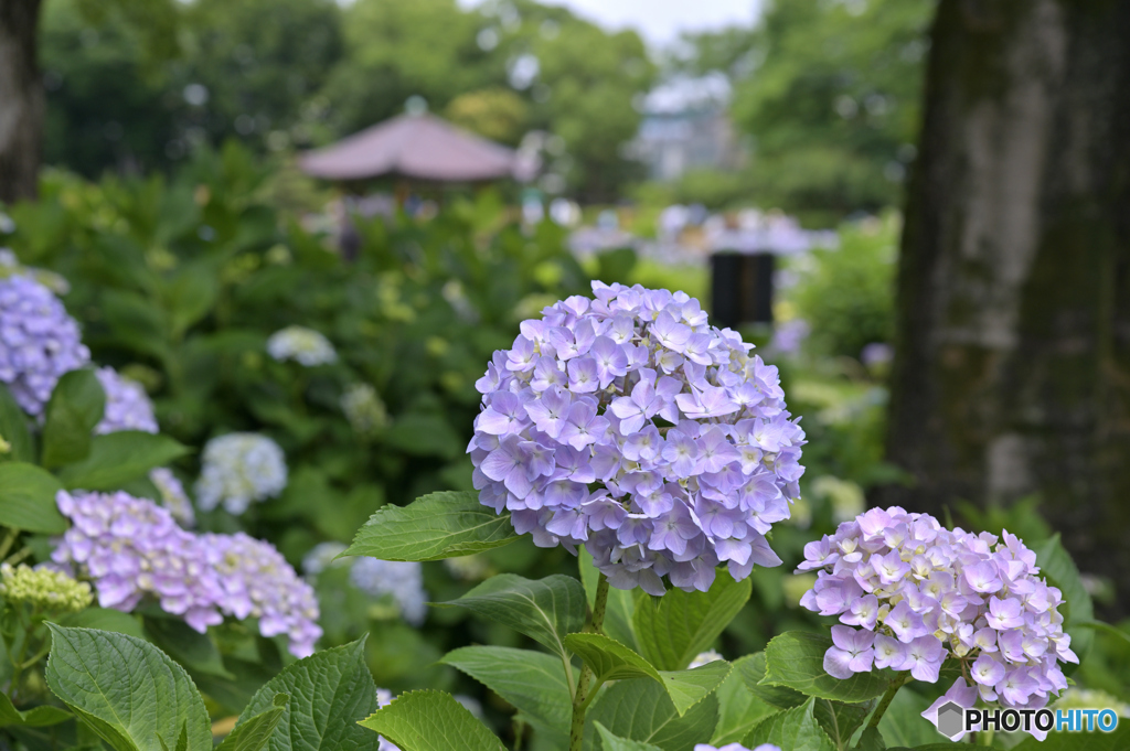 紫陽花