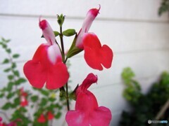 Hot lips