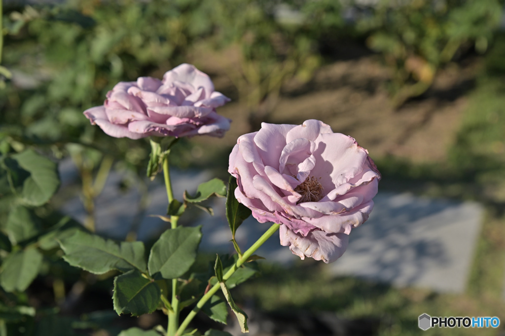 秋の薔薇