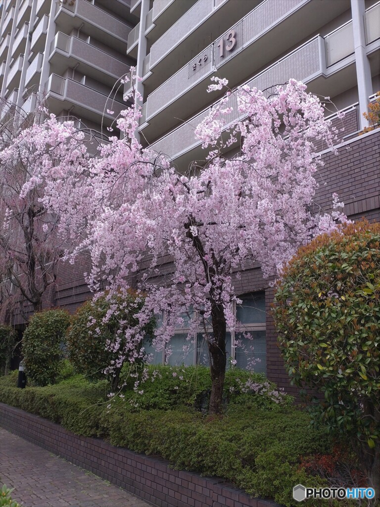 街中枝垂桜（さくら１３）