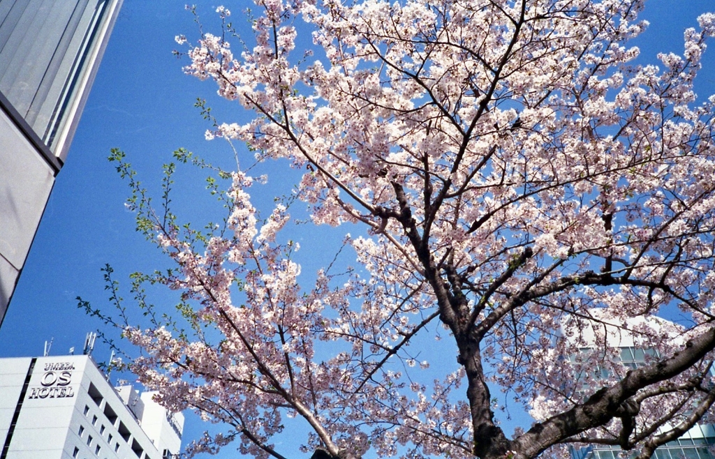 オフィス街の桜
