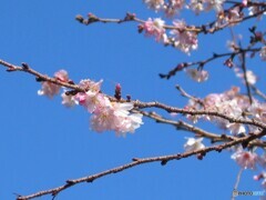 10月桜
