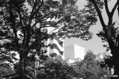 樹々の向こう側