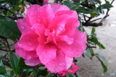 山茶花の雨　