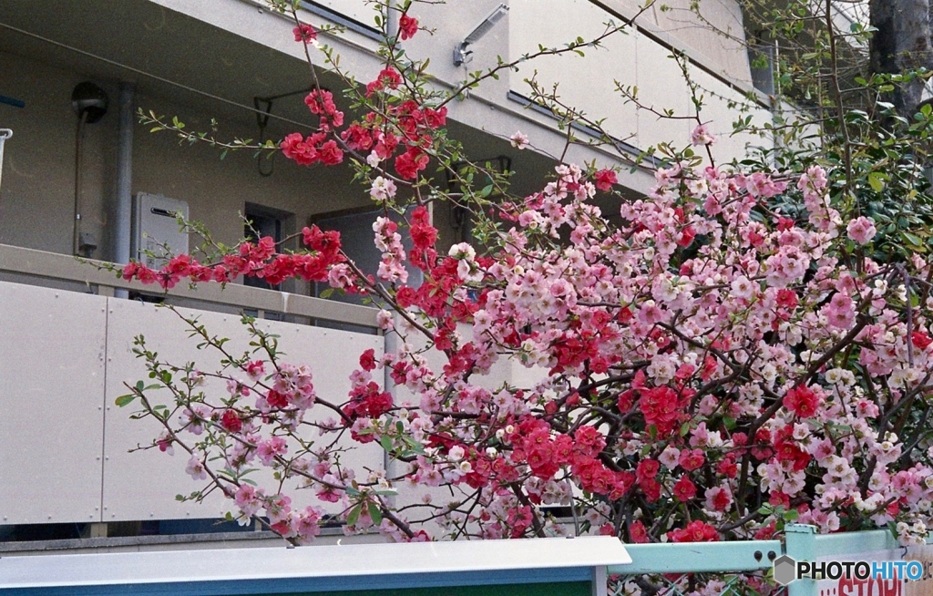 木瓜　１