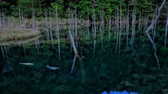 「蒼霧鯉池」