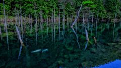 「蒼霧鯉池」