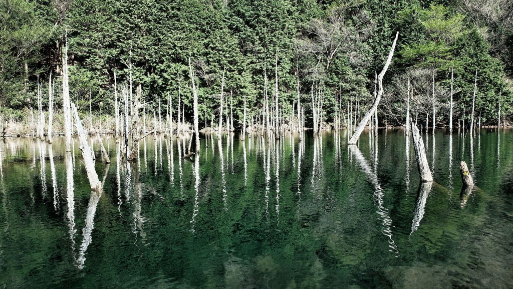 「蒼霧鯉池」