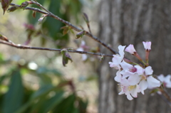 山桜