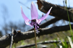 山の花