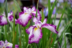 雨の花菖蒲