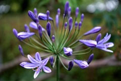 雨の Lilac