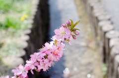 pink 2