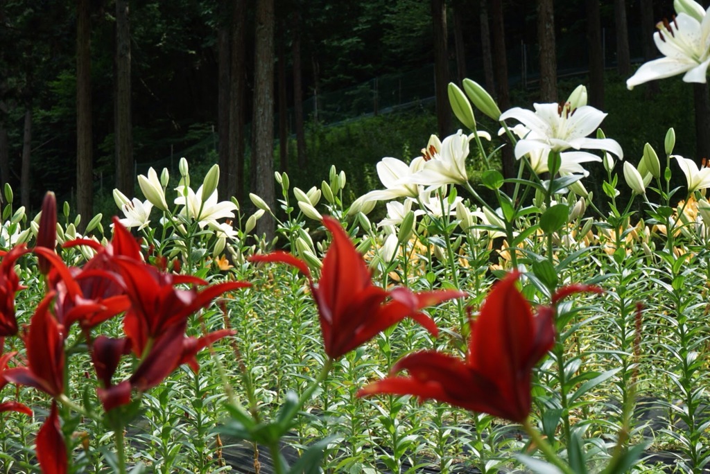 花