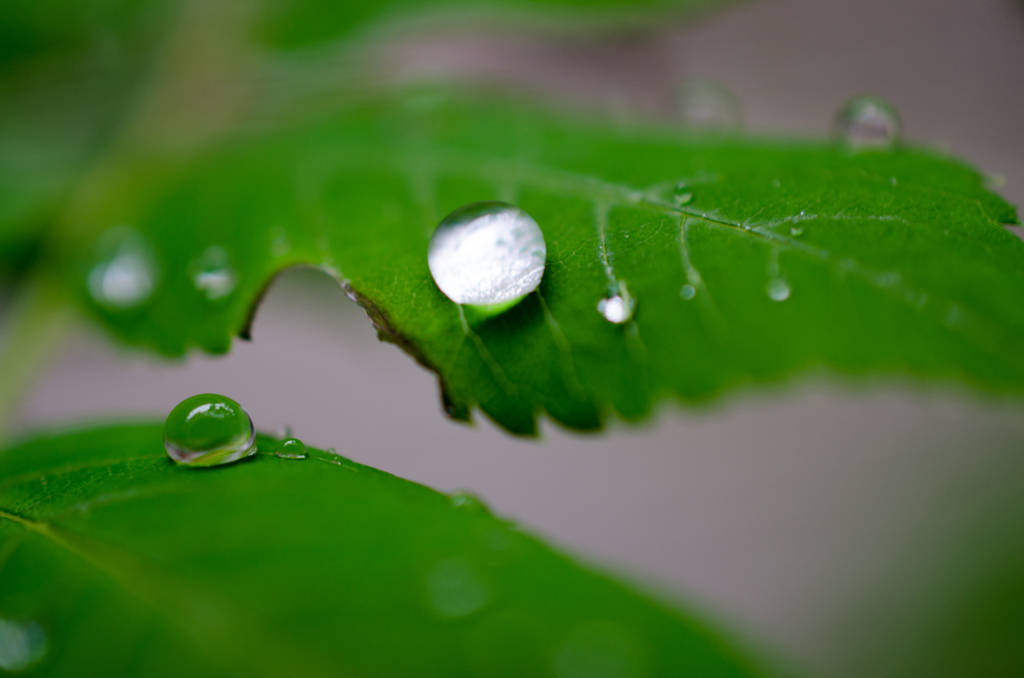 雨