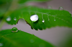 雨