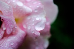 雨