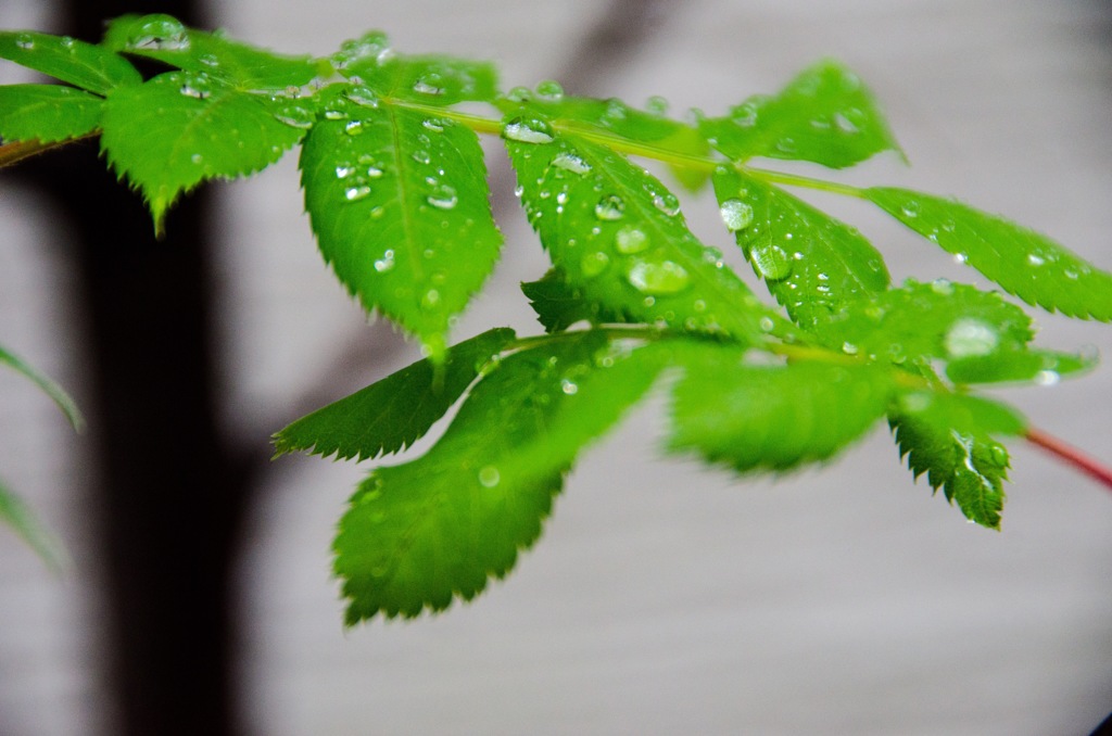 雨