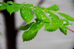 雨