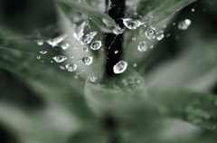 梅雨