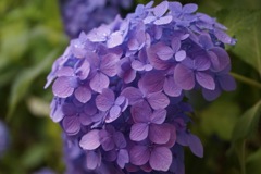 雨の紫陽花