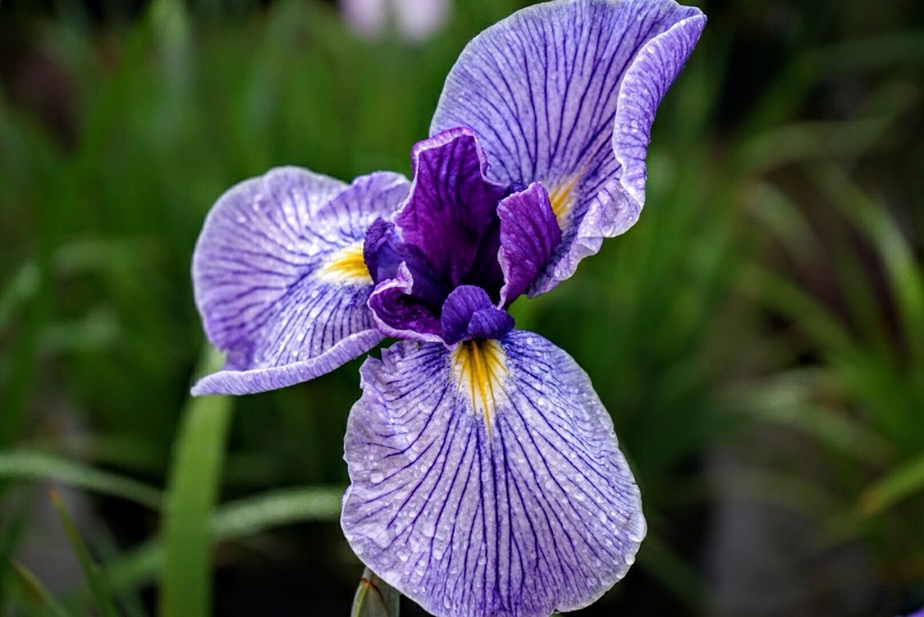雨の花菖蒲