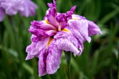 花菖蒲